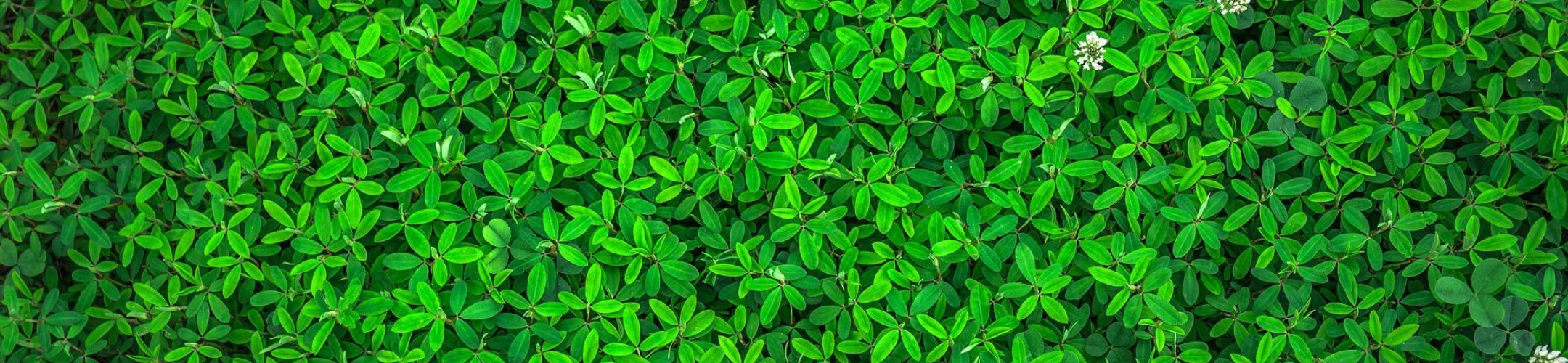 13-14 November, Green ERA-Hub Annual meeting and road-mapping Workshop, Brussels