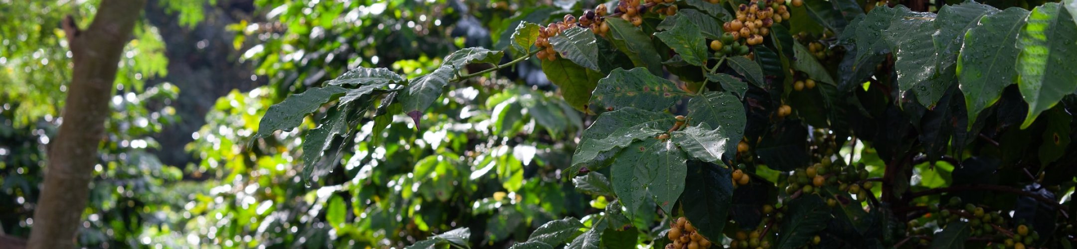 AGROECOLOGY Partnership releases a pre-announcement for an upcoming research call on
      ''Fostering agroecology at farm and landscape levels"