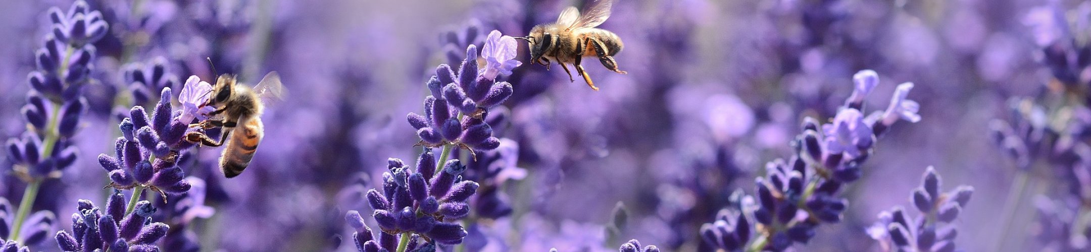 Actions with ERA-Net BiodivERsA