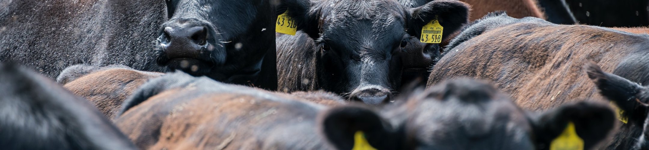 AgriGHG2018 International Conference