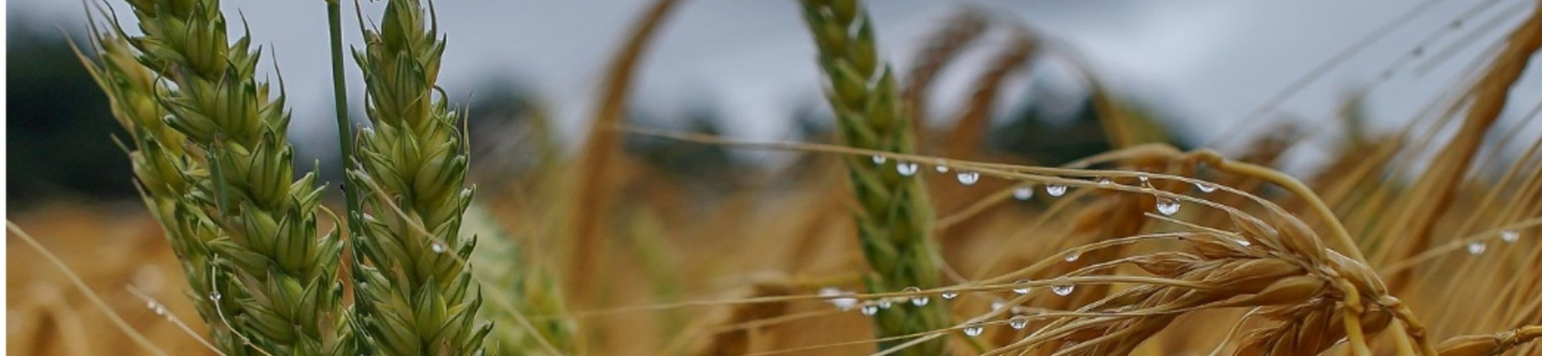 Building Resilience in Europe's Food Systems: Key Takeaways from the FACCE-JPI Workshop
      on climate shocks to the food system