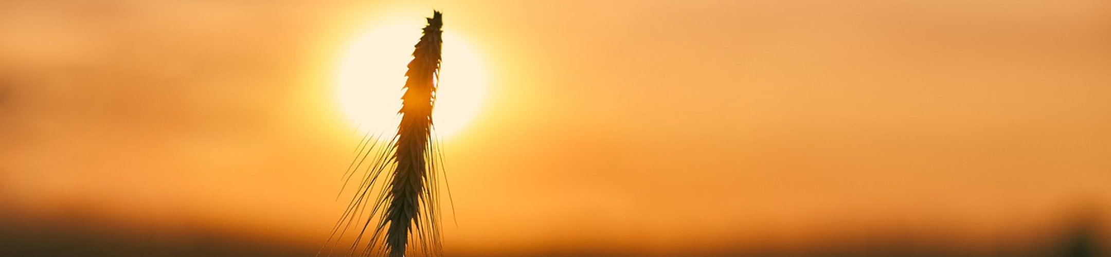 Call pre-announcement of the ERA-Net Cofund on Food Systems and Climate (FOSC)