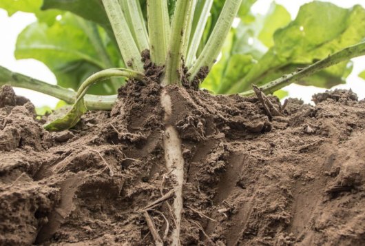 ERA-NET Cofund on Food Systems and Climate (FOSC)