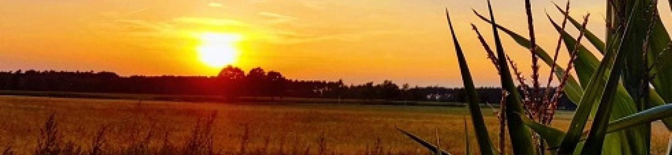 ERA-NET Cofund on Food Systems and Climate published flyer