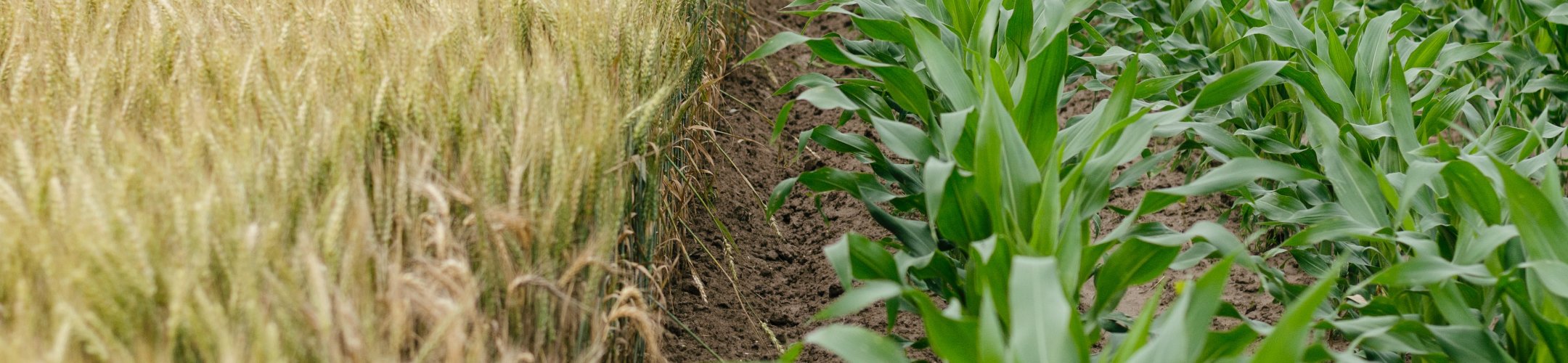 ERA-NET SusCrop and FACCE-JPI joint call: Potential impacts of sustainable crop
      production projects assessed