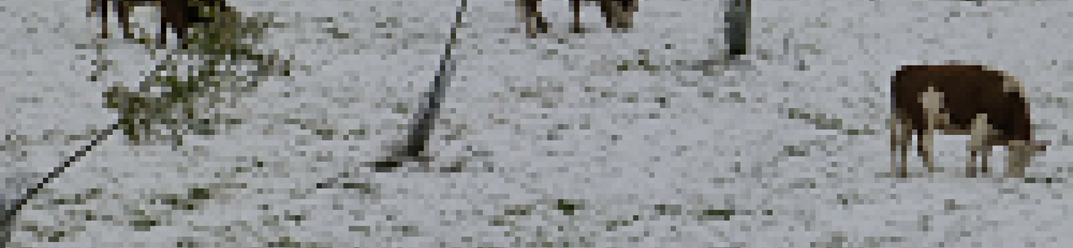 Exploratory Workshop on Phenotyping/Genotyping and Novel Breeding Techniques