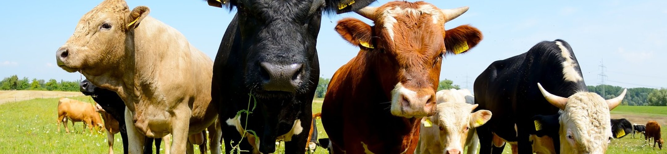 Exploratory workshop Genotyping in Livestock