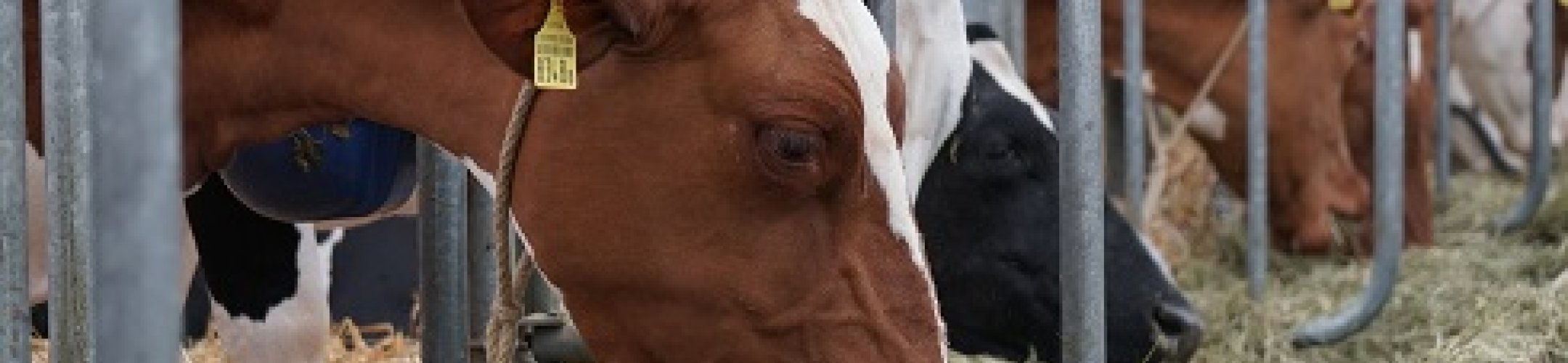 FACCE ERA-GAS 2020 Events