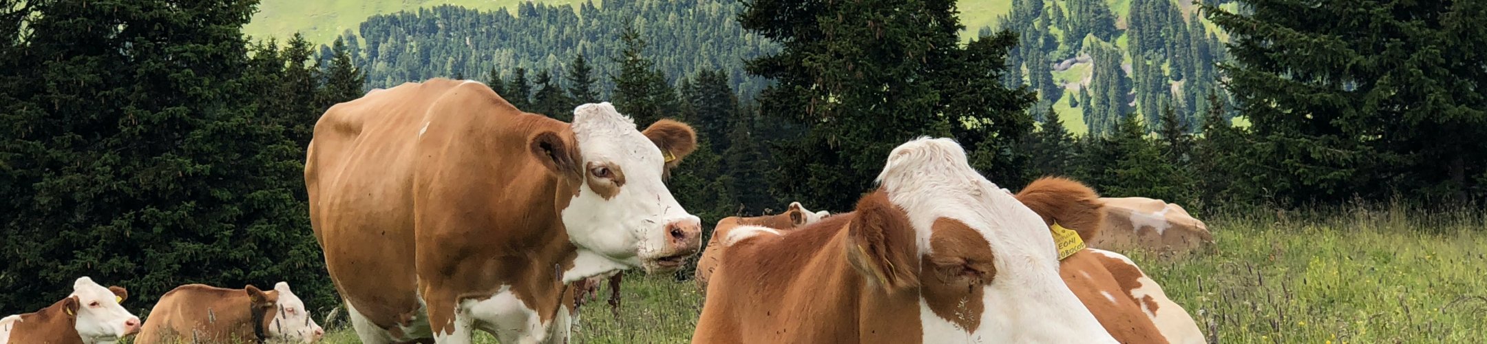 FACCE ERA-GAS ERA-Net Cofund