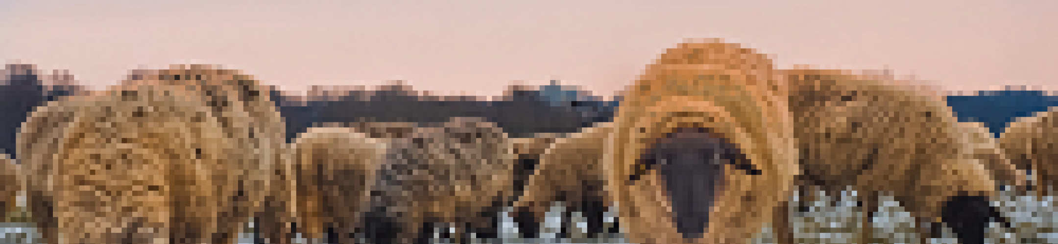 FACCE ERA-GAS activities update