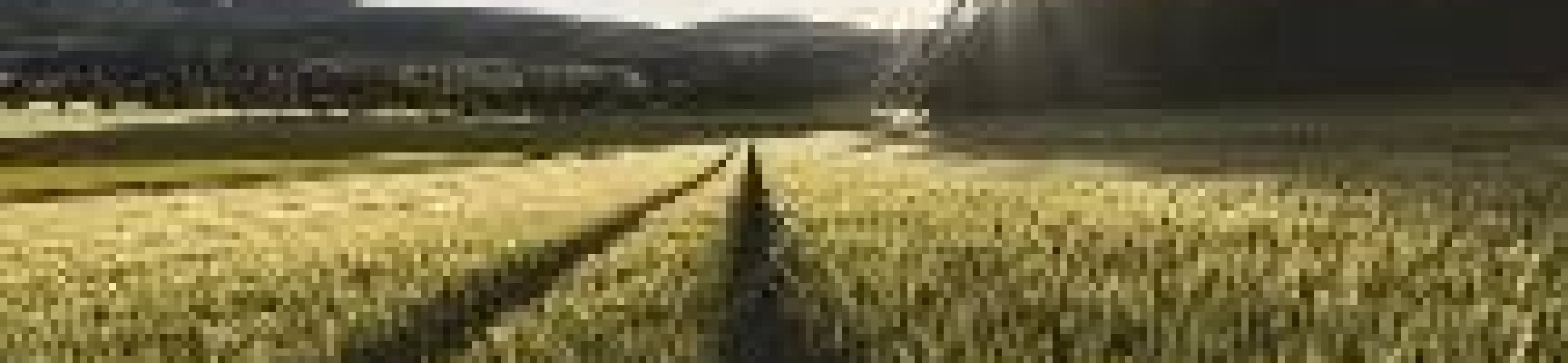 FACCE Knowledge Network on Sustainable Intensification (KNSI) final meeting