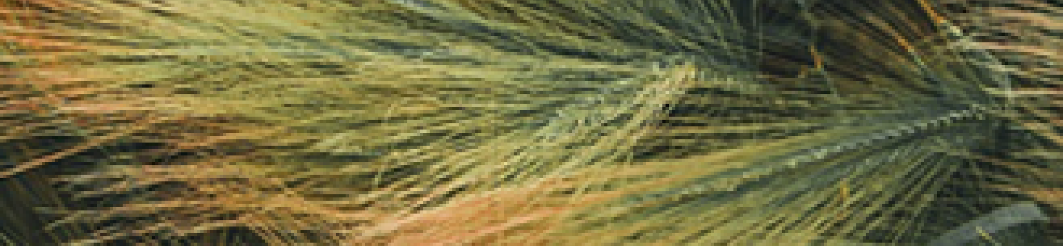 FACCE SURPLUS final conference: all about bioeconomy