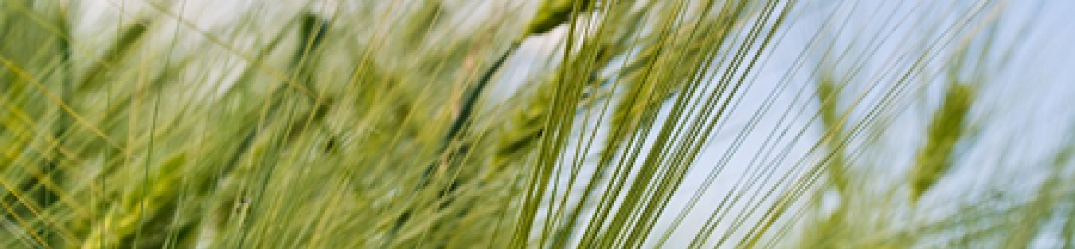 FACCE SURPLUS status seminar