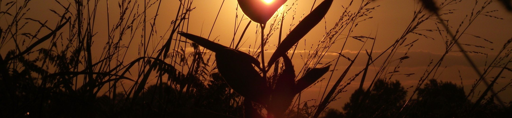 FACCE-JPI Workshop on shocks and risks in the European food system