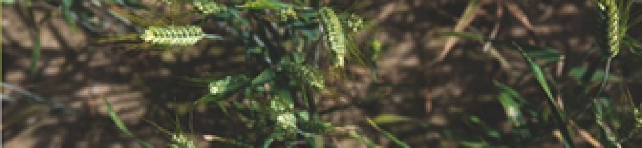 FACCE-JPI and ERA-NET SusCrop exploratory workshop held on 27-28 June in Madrid