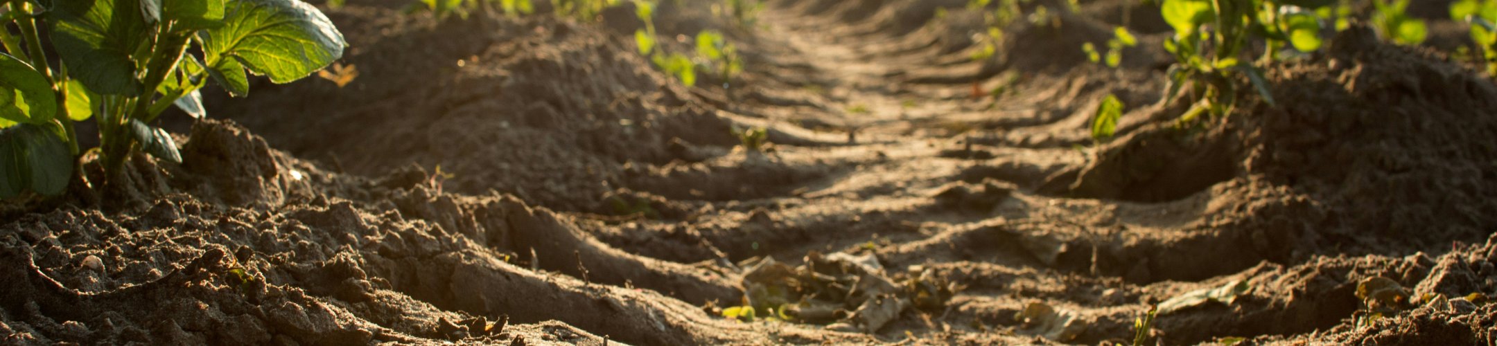 FACCE-JPI,EJP-SOIL & SOLO Soil Forum 13 June, Wageningen University and Research