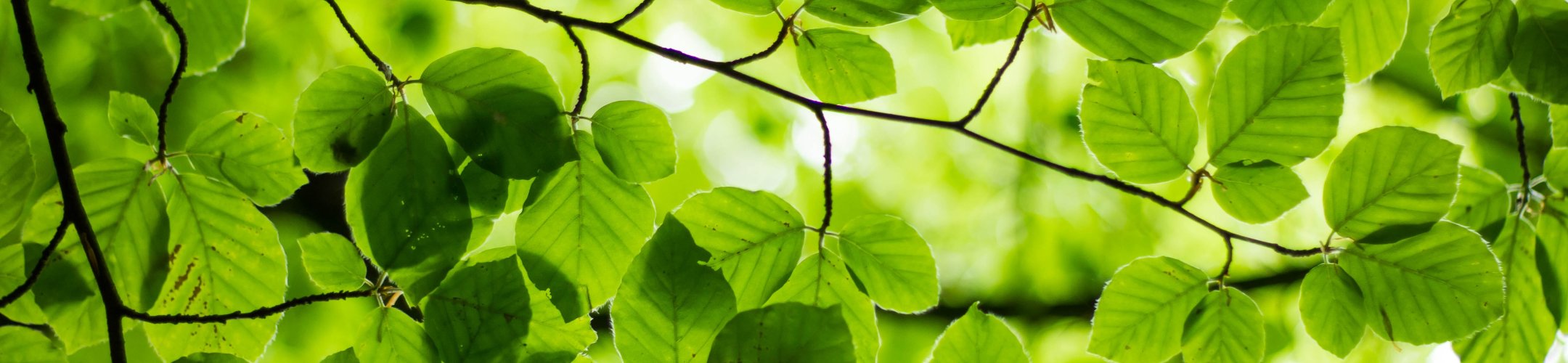 Future Research Needs in Sustainable Crop Production-new white paper from ERA-NET SusCrop