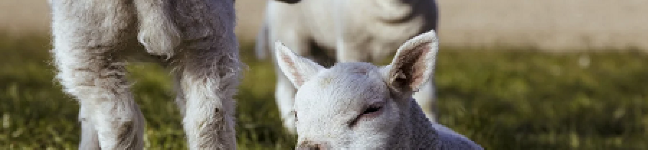 Joint SusAn, FACCE ERA-GAS and ICT AGRI 2 virtual Project Seminar