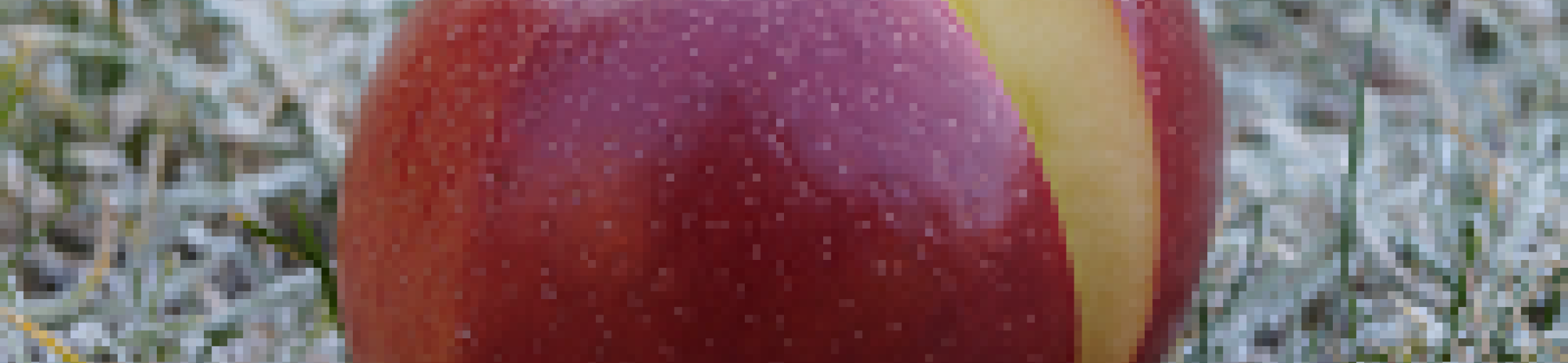 Knowledge Hub on Food and Nutrition Security expected to start Spring 2020