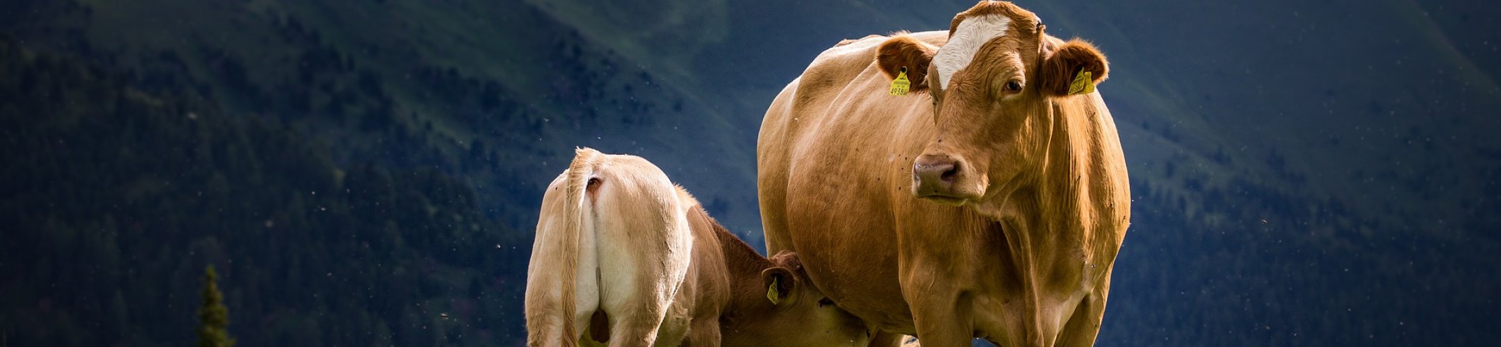 MACSUR Science-Policy Knowledge Forum