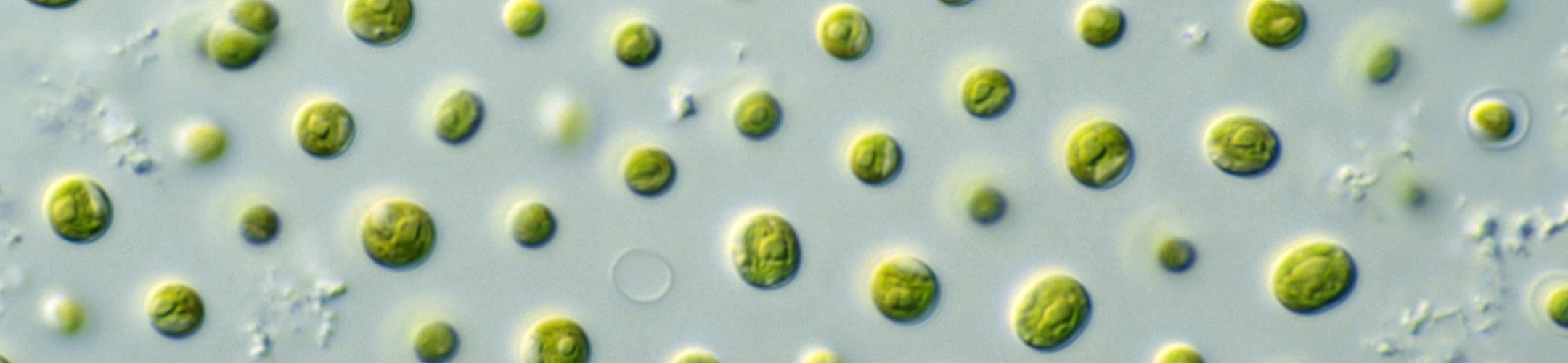 New episode of Scientific Voices podcast! Sustainable Sips: How MicroAlgae could change
      the future of beer-with Prof Ronald Halim