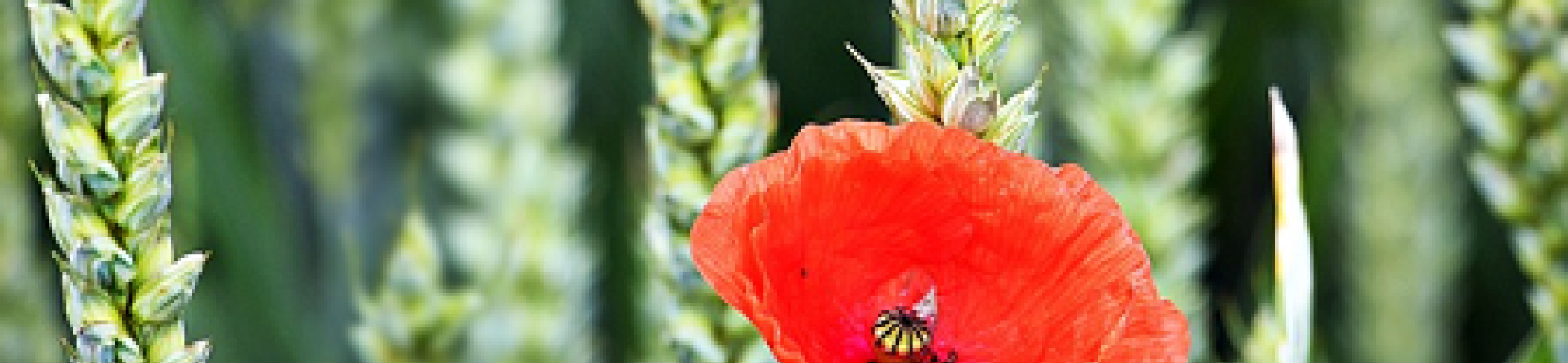 On June 25, FACCE-JPI organises a pre-summit Dialogue towards the UNFSS