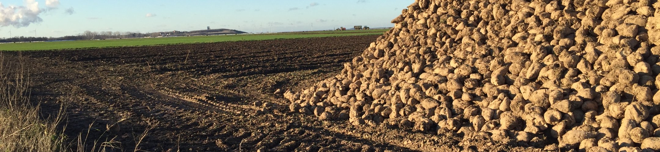 Outcomes of the 2nd Transnational Call of the ERA-Net SusCrop