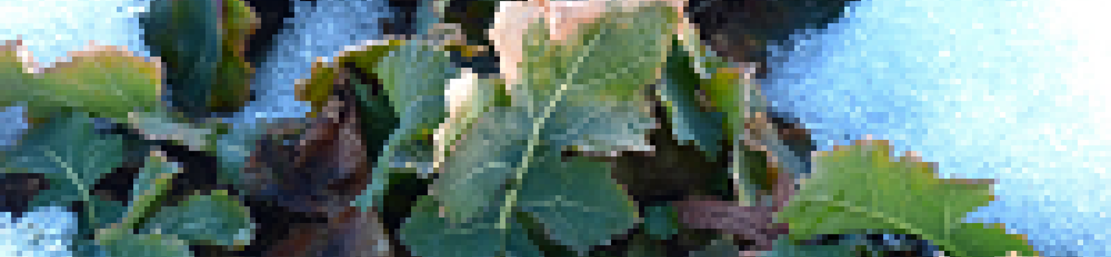 Pre-announcement of the SusCrop Second Transnational Call