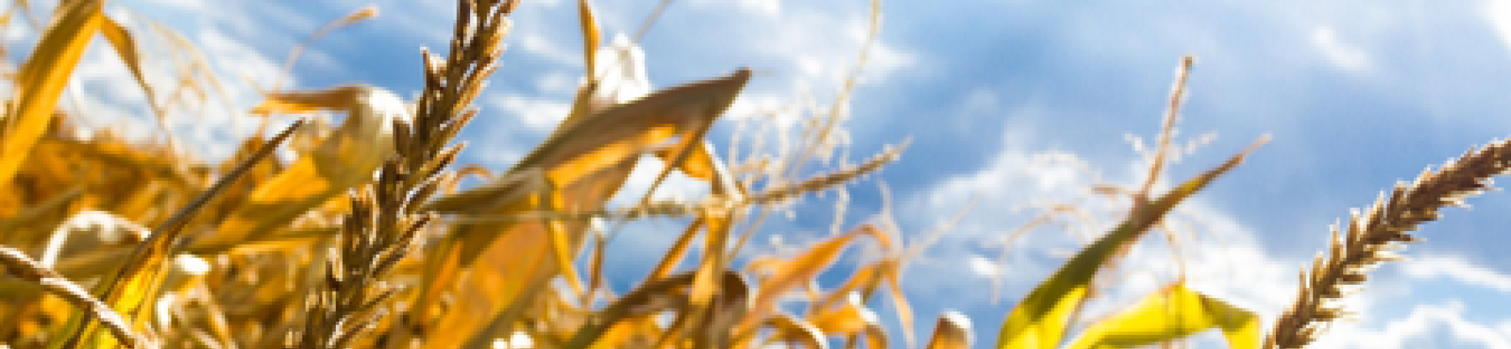 Press Release on the MACSUR SciPol project launch