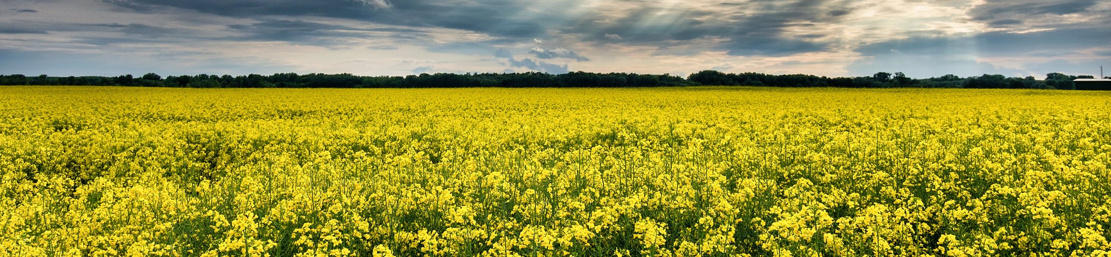 Save the date! SusCrop and SURPLUS outreach seminar 7-8 February