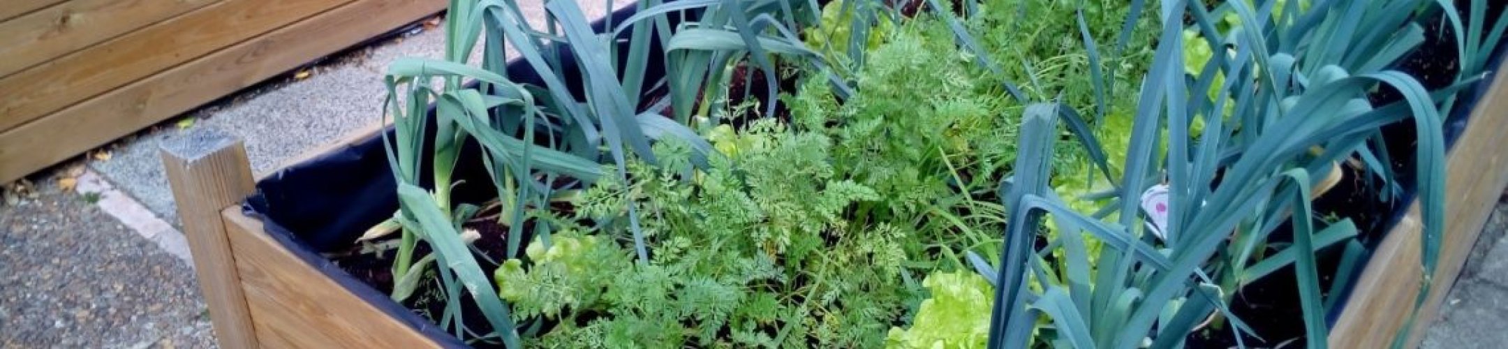 Securing food in cities - urban agriculture as innovation for future generations