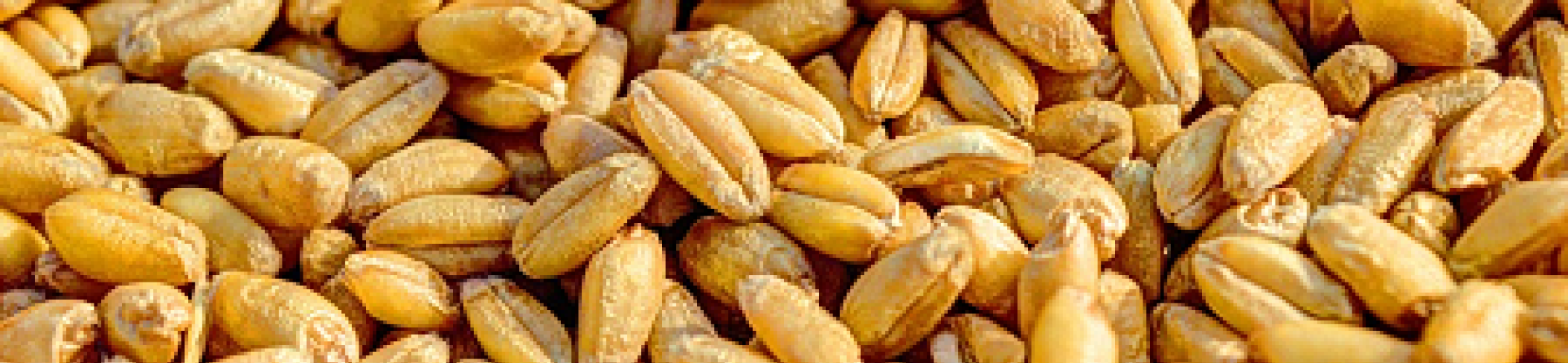 SusCrop 2nd Call research projects kick-off meeting