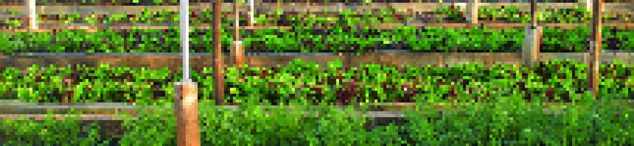 Upcoming FACCE-JPI Exploratory Workshop on Urban Agriculture