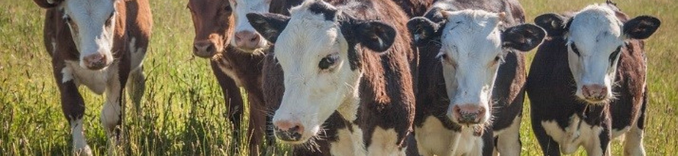 Upcoming exploratory workshop on phenotyping/genotyping and novel breeding techniques