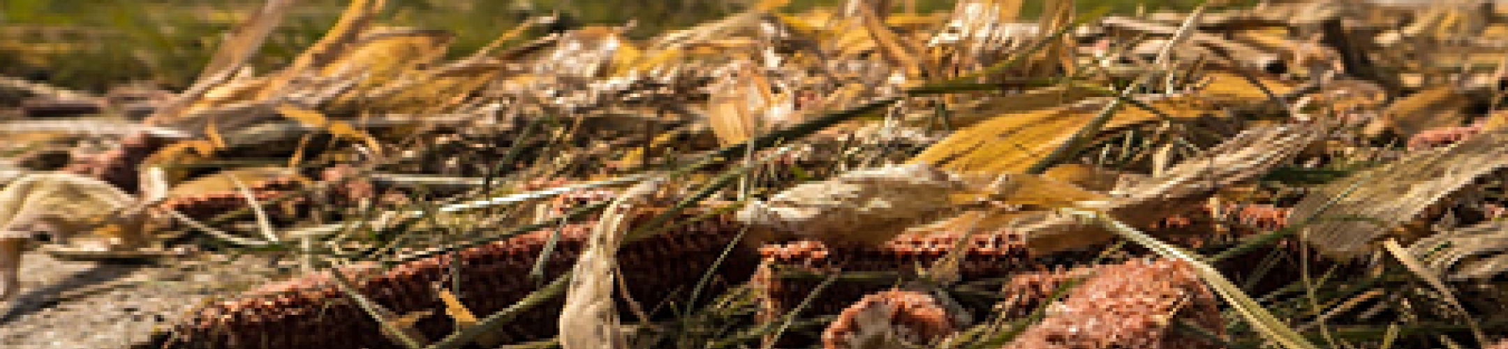 Upcoming: webinar ResidueGas project