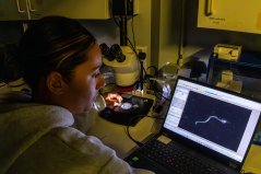 Researcher Laura Gentile observes a larvae with cardiac edema