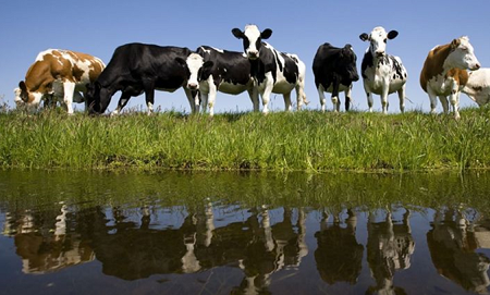 koereflectie.png koereflectie.png