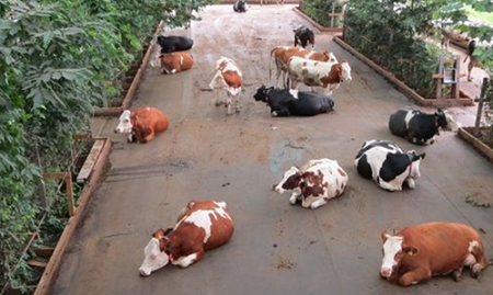 koefreewalk.png koefreewalk.png