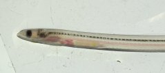 Transparent glass eel photographed in the laboratory in IJmuiden. Pigmentation starts with dark spots at the head, by the tail and at the 'side' beneath the start of the dorsal fin.