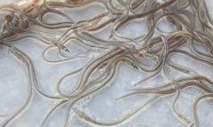 A container full of young glass eels