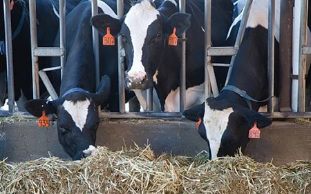 cow_feed.png cow_feed.png