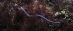 Glass eel