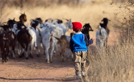 boy_herding.png boy_herding.png